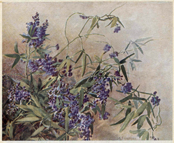 Oakley - Hardenbergia violacea