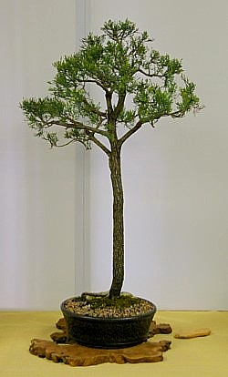 photo of bonsai - click to enlarge