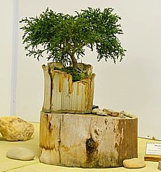 photo of bonsai - click to enlarge