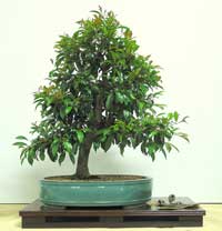 photo of bonsai - click to enlarge