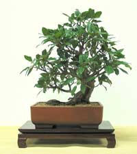 photo of bonsai - click to enlarge