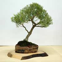 photo of bonsai - click to enlarge