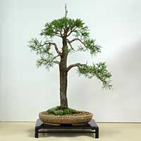 photo of bonsai - click to enlarge