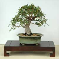 photo of bonsai - click to enlarge