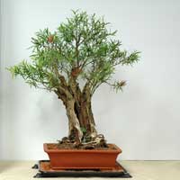 photo of bonsai - click to enlarge