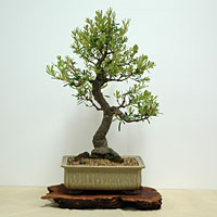 photo of bonsai - click to enlarge