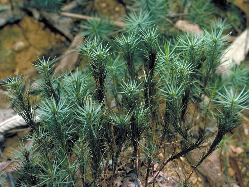 Dawsonia sp.