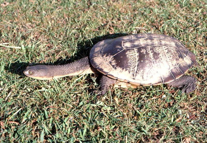 photo: Chelodina longicollis