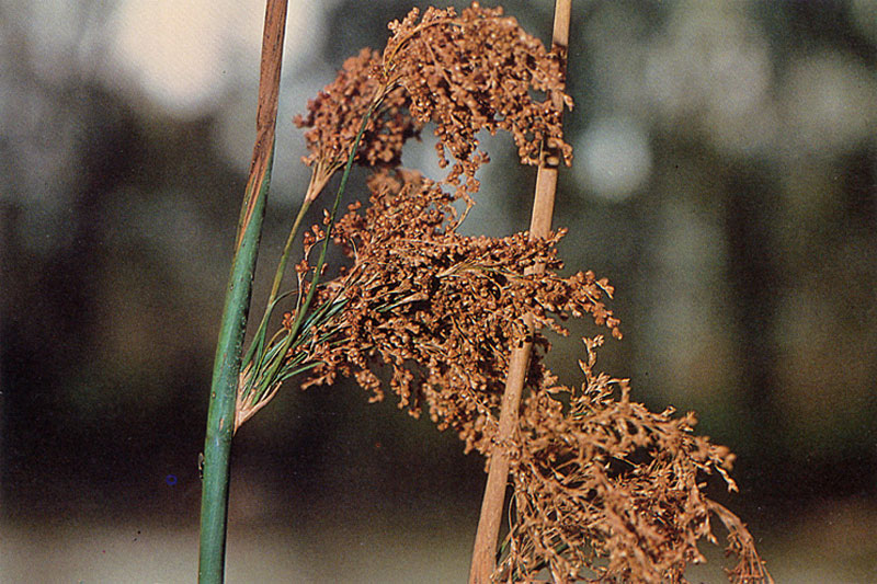 Juncus ingens photo