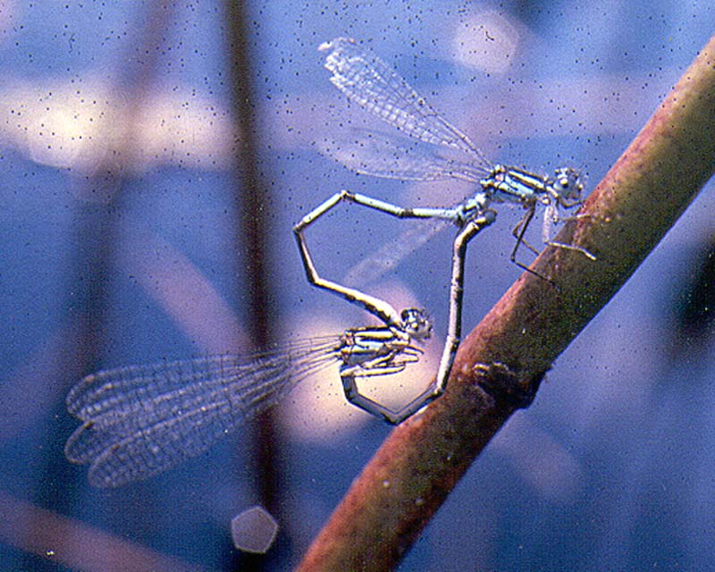 Coenagrion lyelli