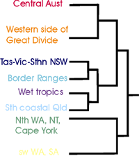 cladogram