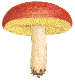 Russula australiensis : Cooke illustration