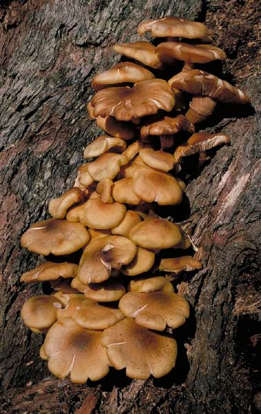 photo: Armillaria luteobubalina