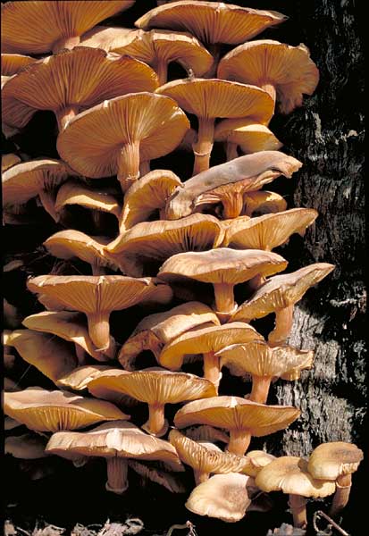 photo: Armillaria luteobubalina