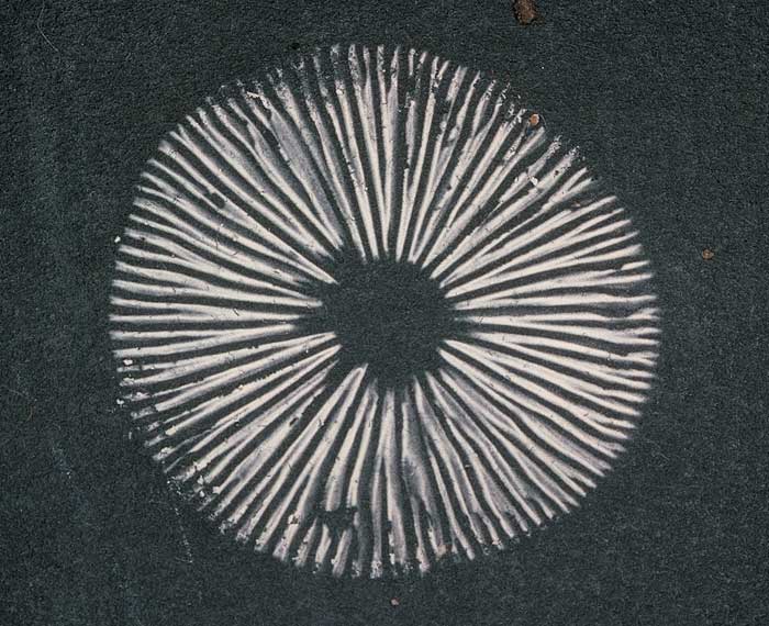 photo: Spore Print 