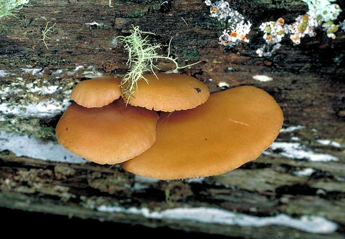 Crepidotus sp.