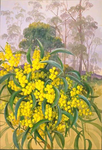 illustration: Acacia pycnantha