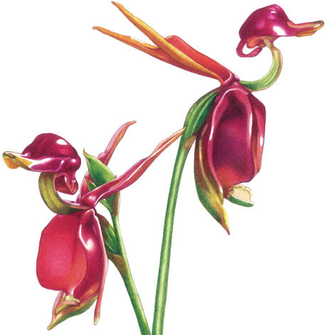 illustration: Thysanotus juncifolius