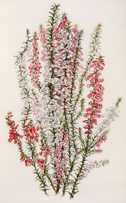 illustration: Epacris impressa