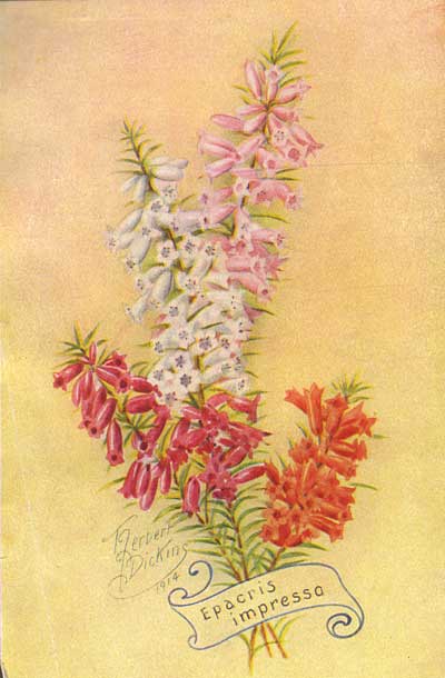 illustration: Epacris impressa