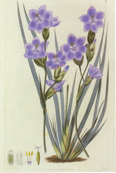 illustration: Orthrosanthus multiflorus