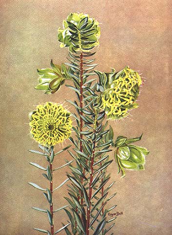 illustration: Pimelia suaveolens