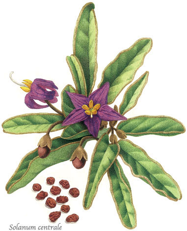 illustration: Thysanotus juncifolius