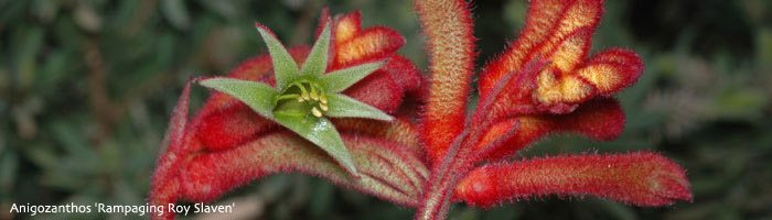 kangaroo paw