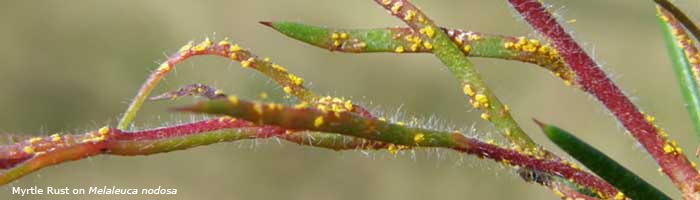 Myrtle Rust