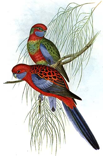 illustration