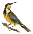 Eastern Spinebill illustration