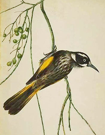 illustration