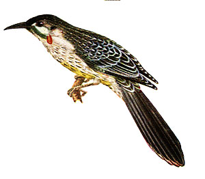 illustration