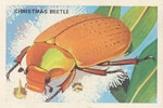 Christmas Beetle