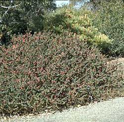 Grevillea baueri