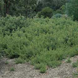 Grevillea 'Little Thicket'