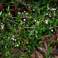 Austromyrtus dulcis