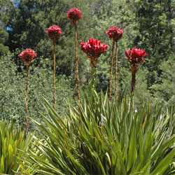 Doryanthes excelsa