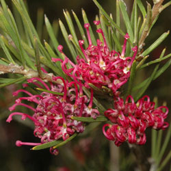 Grevillea confertifolia