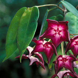 Hoya macgillivrayi