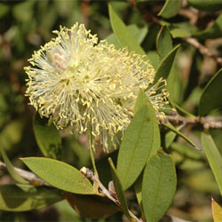 Callistemon pallidus