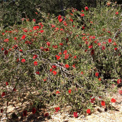 Callistemon citrinus