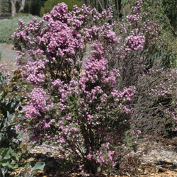 Olearia phlogopappa