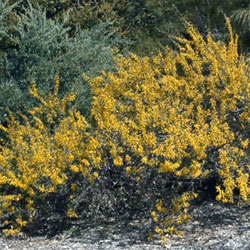 Acacia triptera