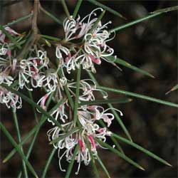 Hakea sericea