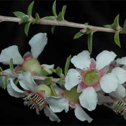 Leptospermum squarosum