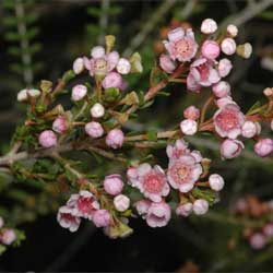 Thryptomene saxicola