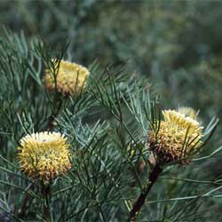 Isopogon anethifolius