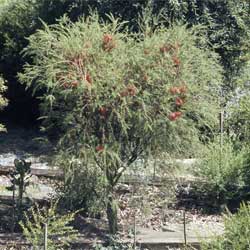 Melaleuca lateritia