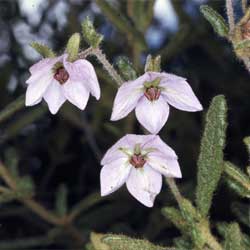 Thomasia petalocalyx